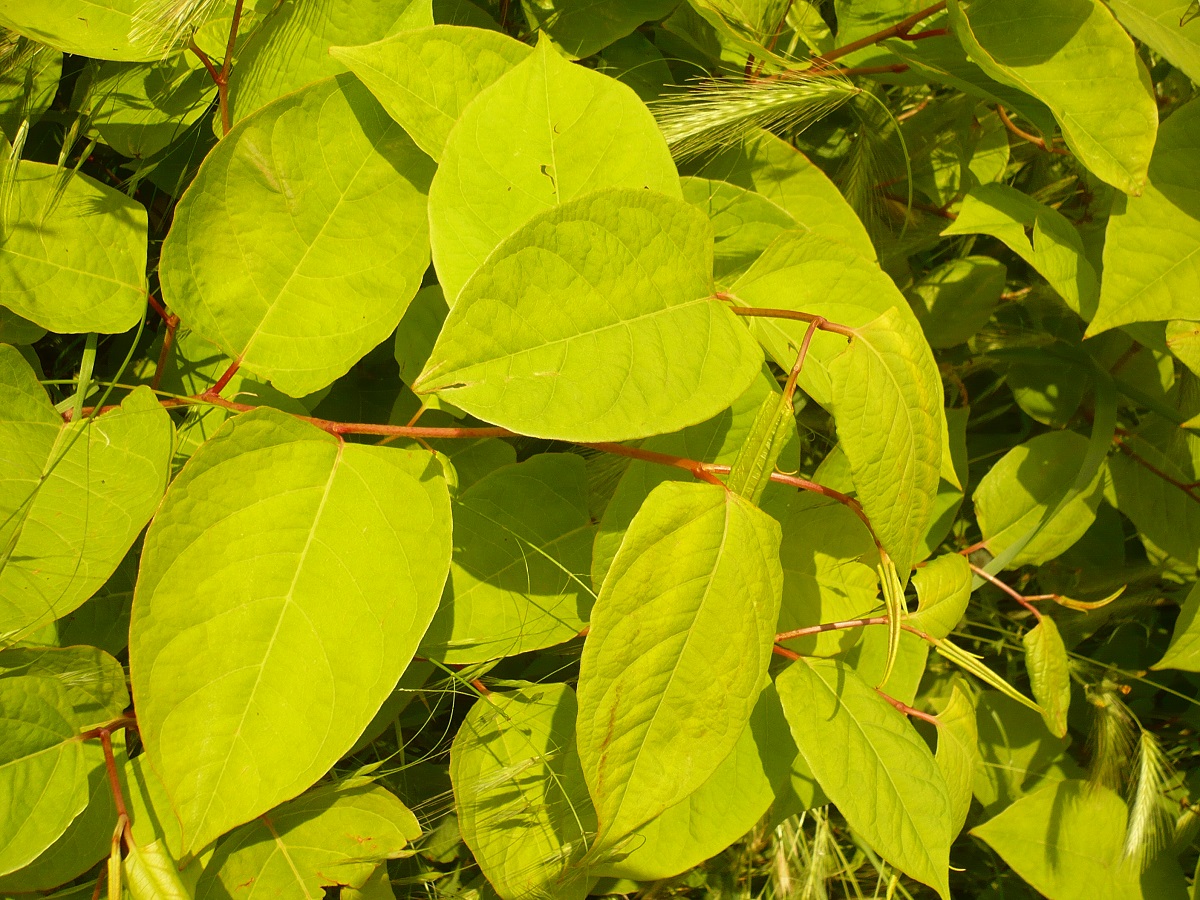 Reynoutria japonica (Polygonaceae)